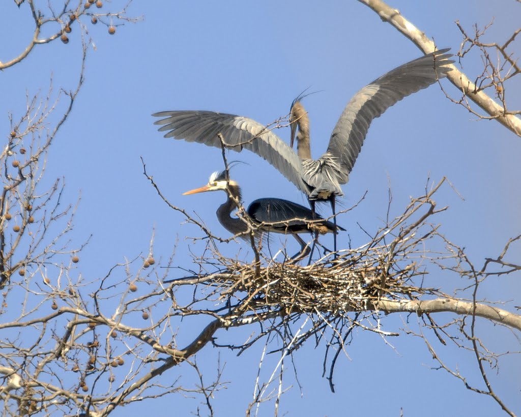 A Pair Of Great Blue Herons At Lilypons Water Gardens Stephen